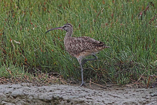 Image of Long-billed Curlew