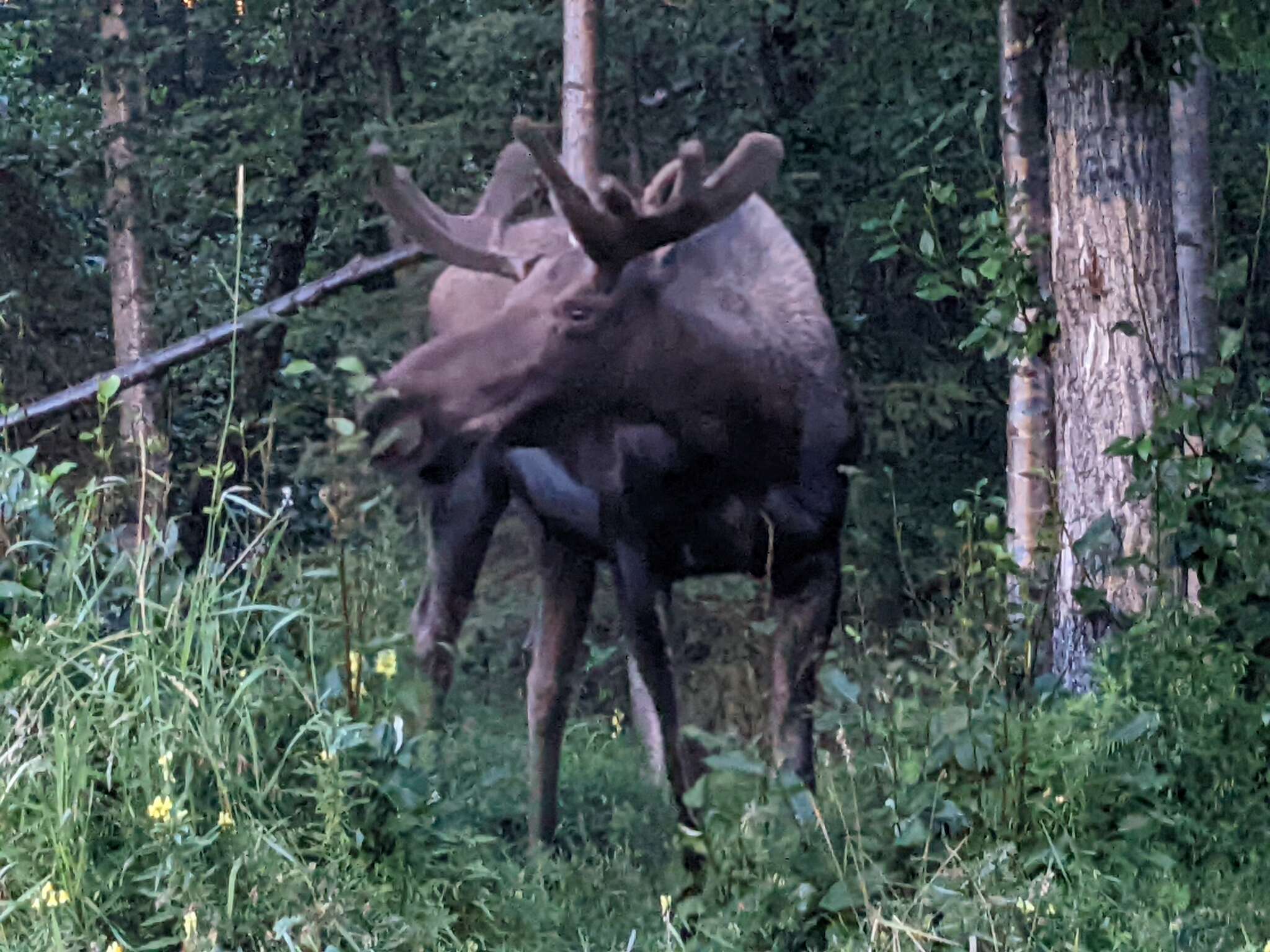 Image of Alces alces gigas Miller 1899