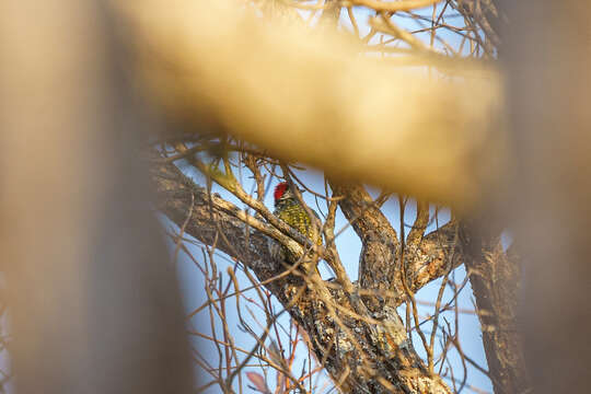 Image of Green-backed Woodpecker