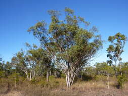 Eucalyptus tardecidens (L. A. S. Johnson & K. D. Hill) A. R. Bean resmi