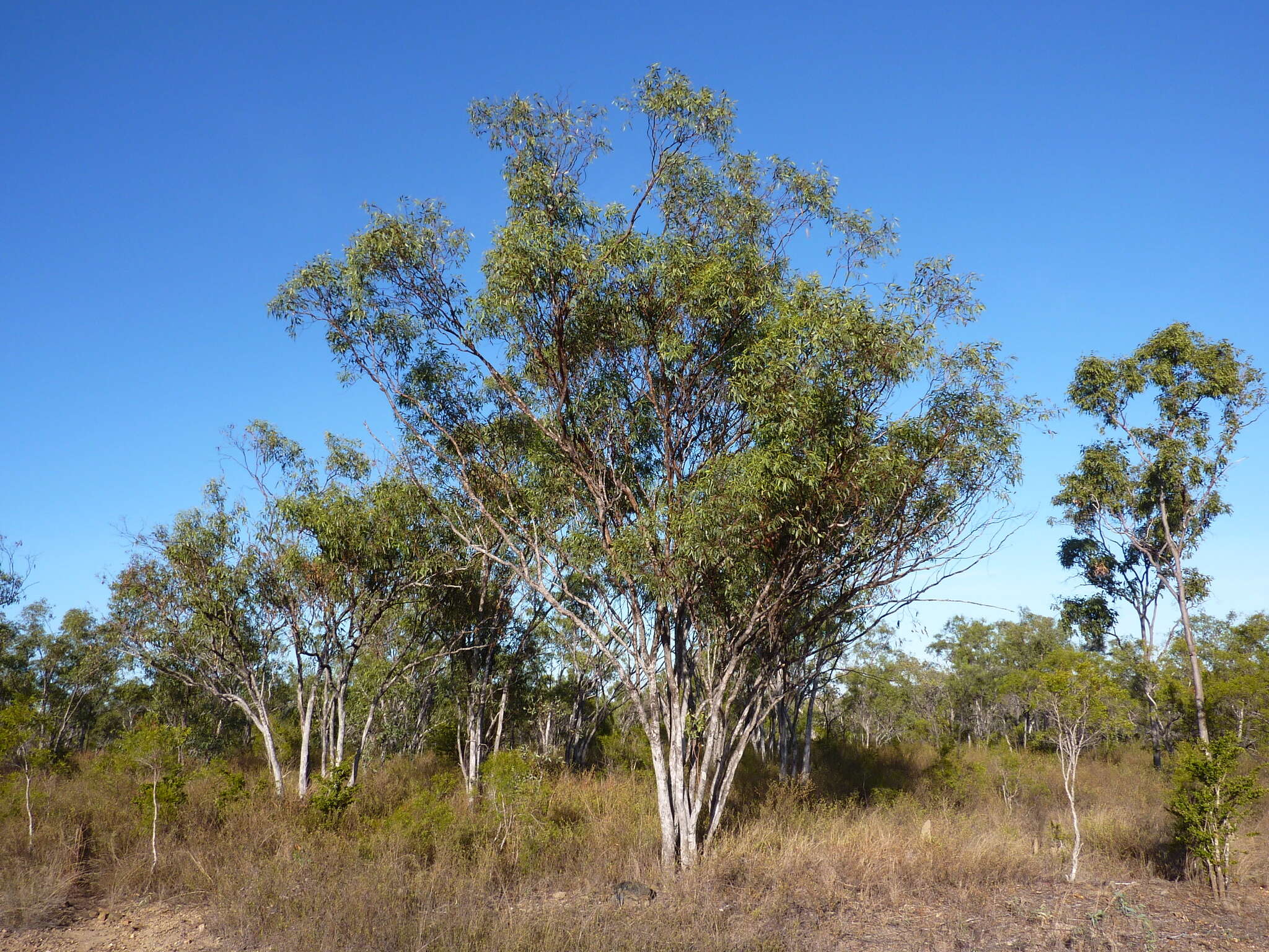 Eucalyptus tardecidens (L. A. S. Johnson & K. D. Hill) A. R. Bean resmi