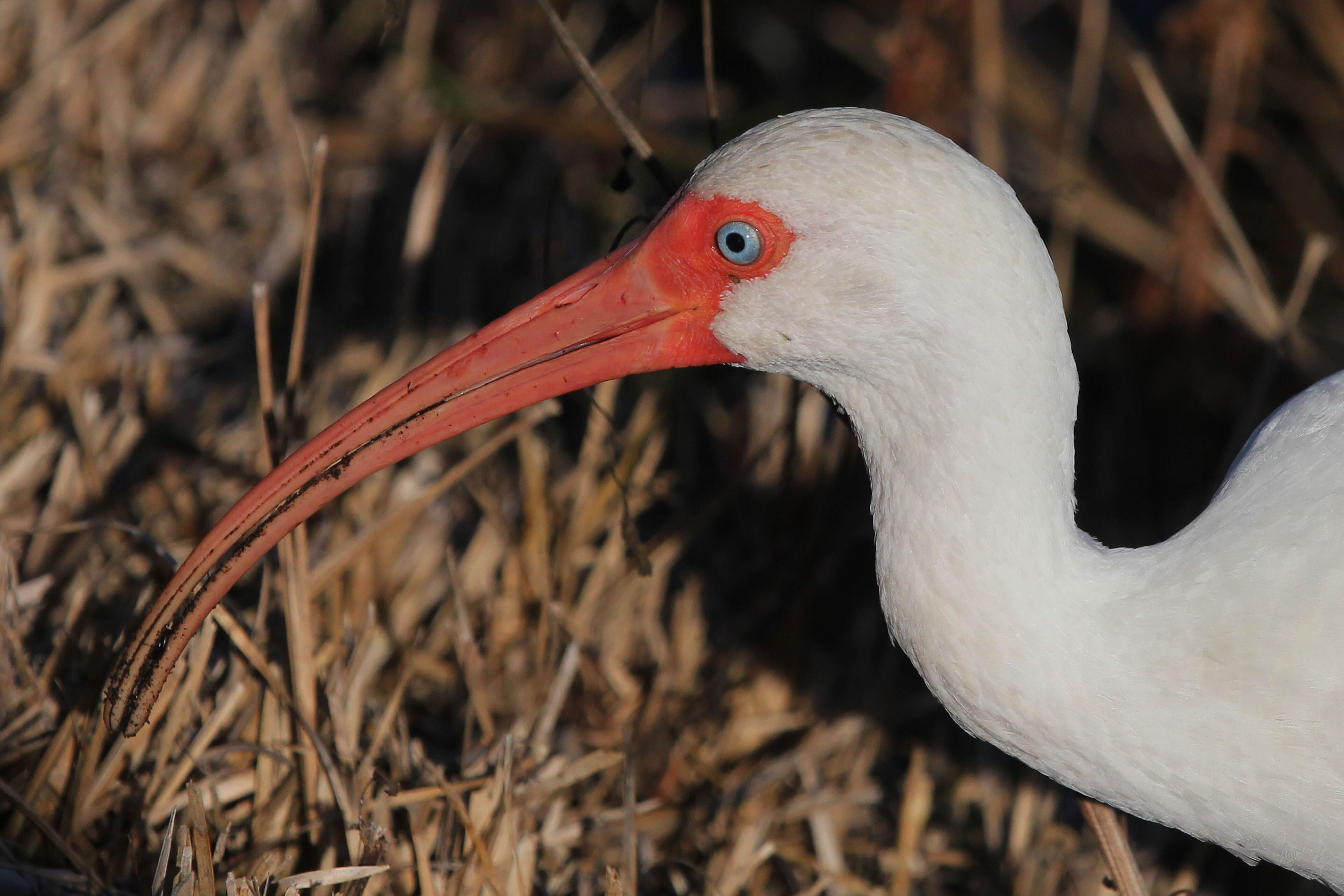 Imagem de Eudocimus Wagler 1832