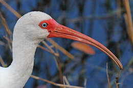 Image of Eudocimus Wagler 1832