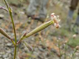 Image of Silene paradoxa L.