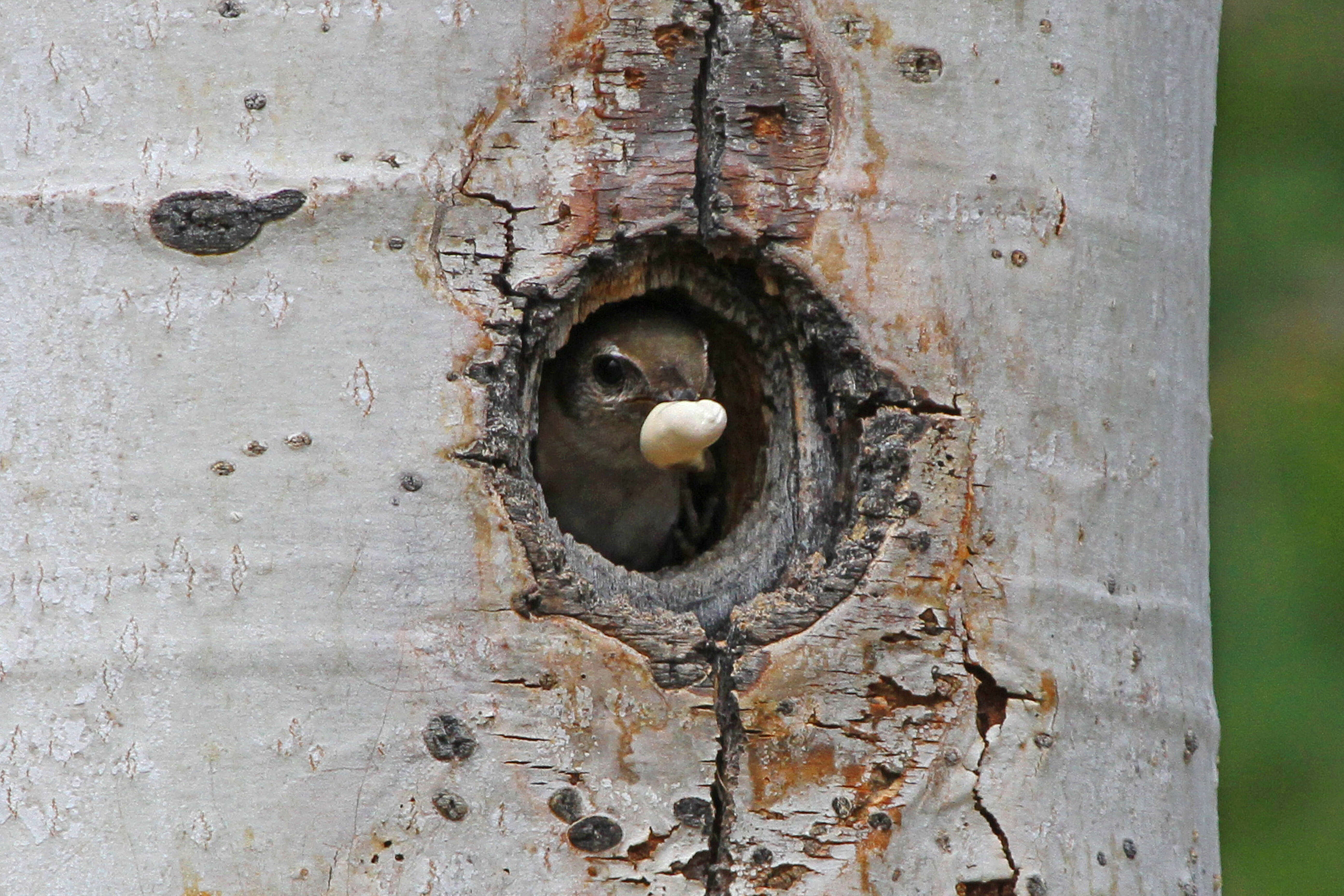 Image of Violet-green Swallow