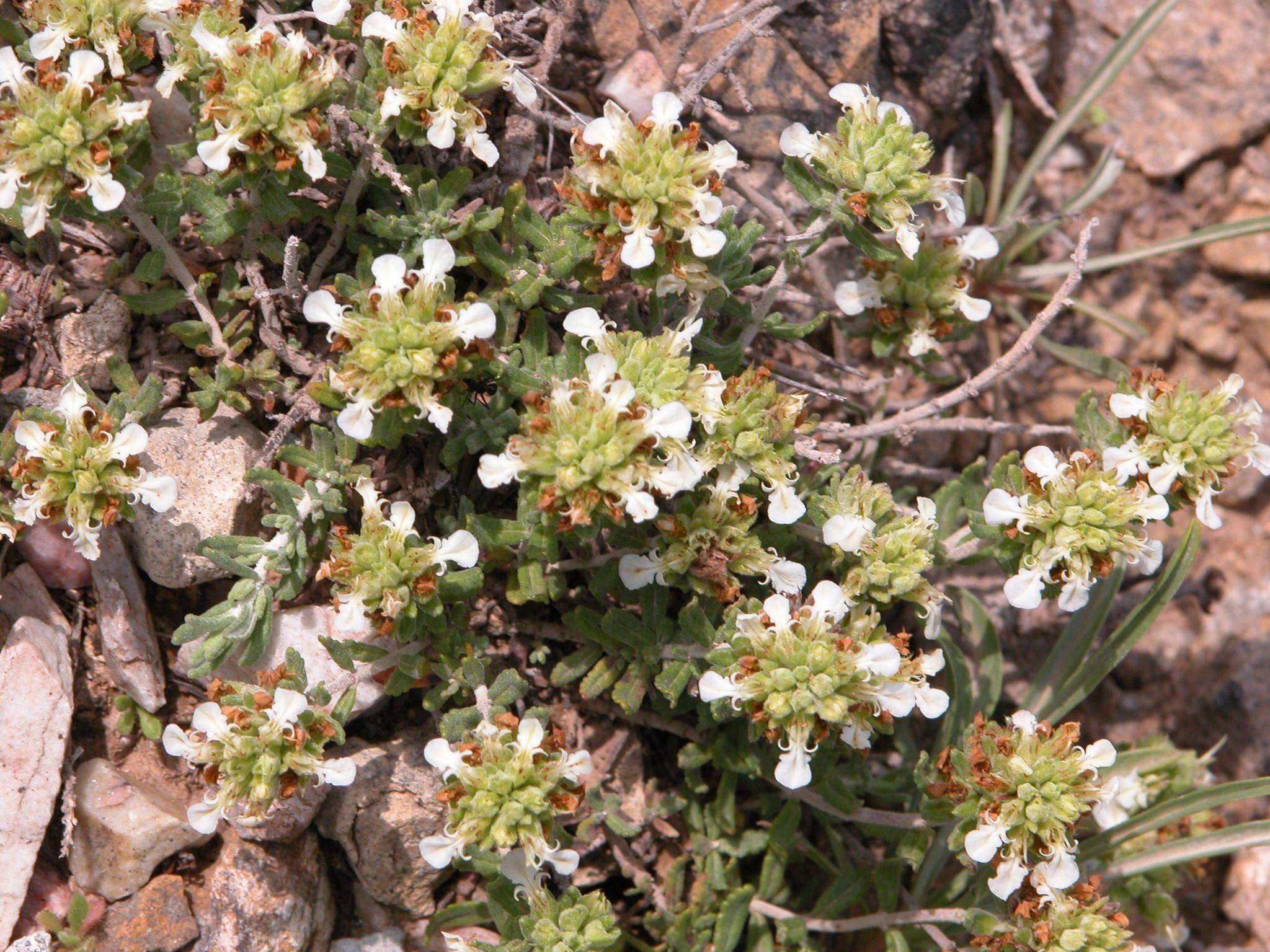 Image of Teucrium carthaginense Lange