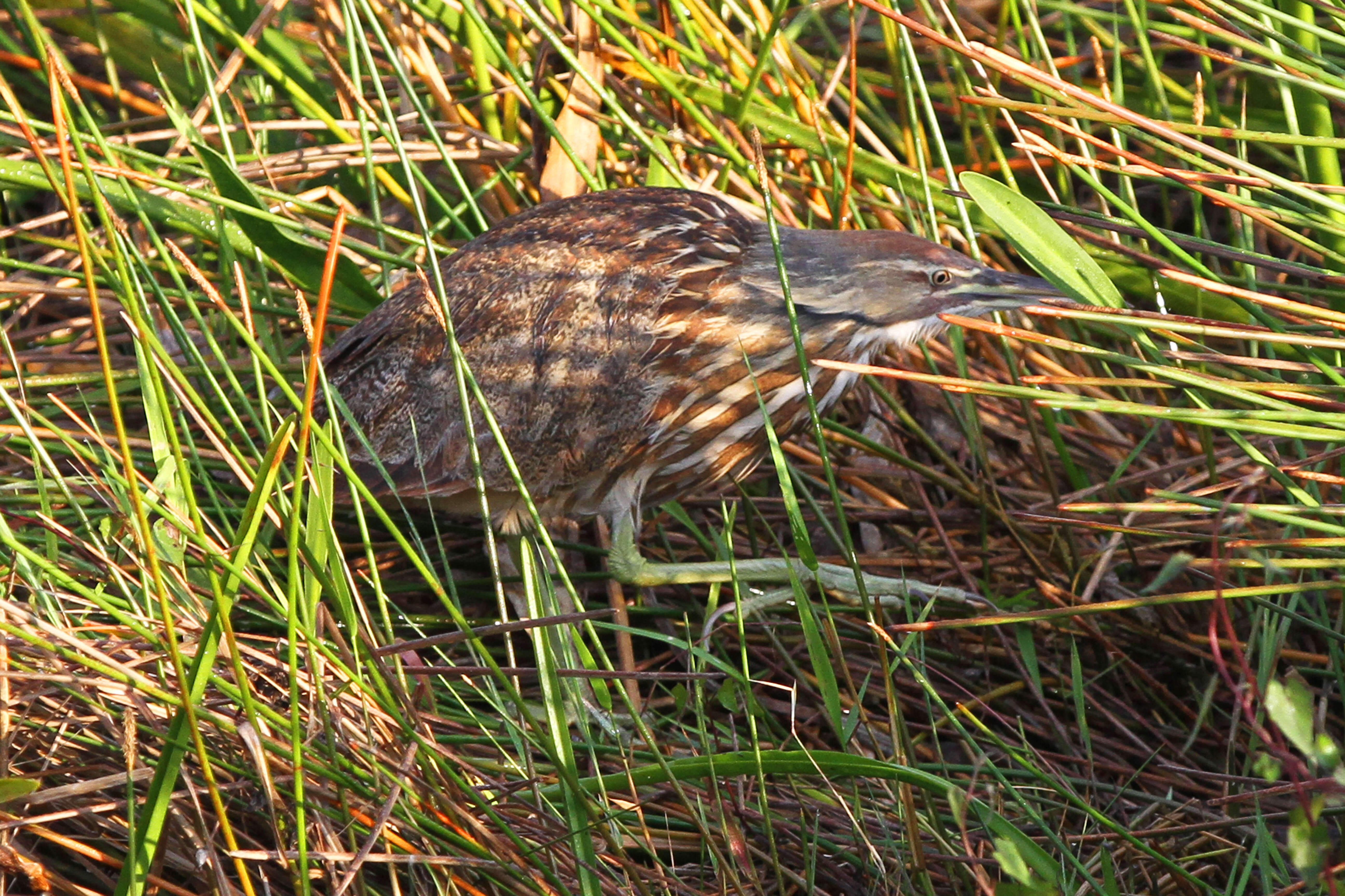 Image of American Bittern