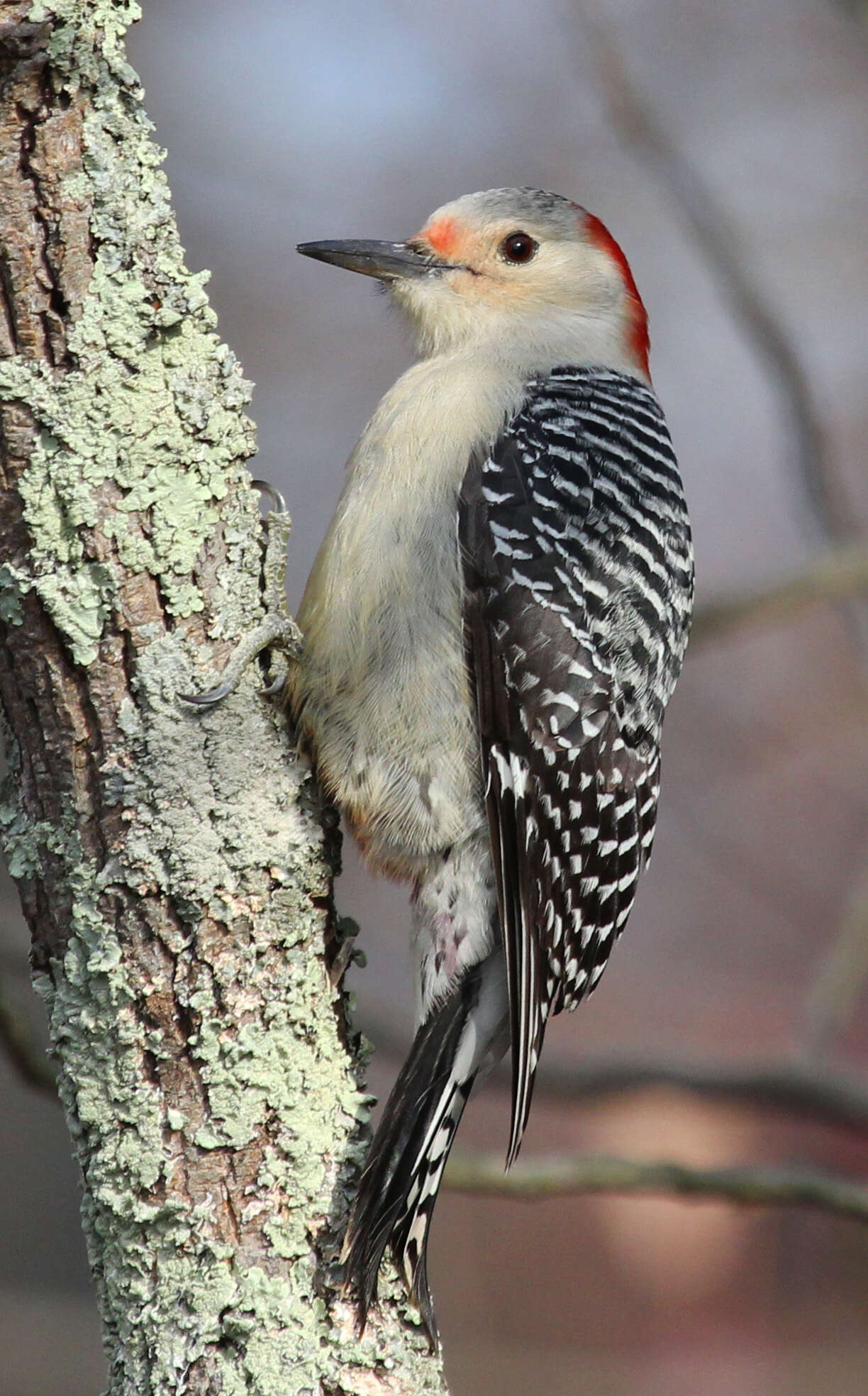 Image of Red-bellied Woodpecker