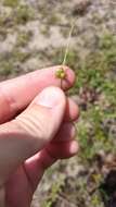 Image of Cyperus neochinensis (Tang & F. T. Wang) Bauters