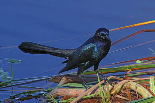 Image of Boat-tailed Grackle