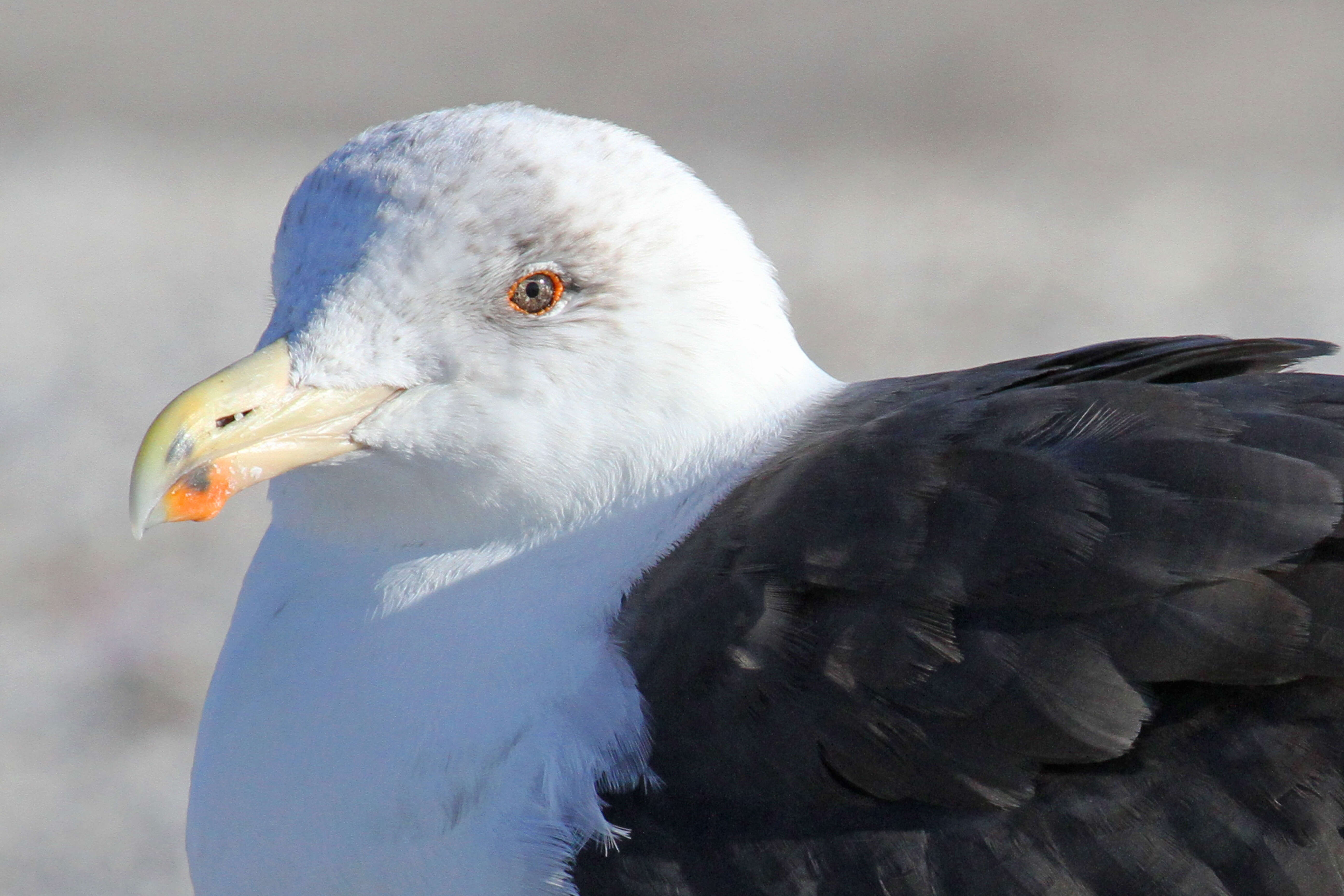 Image of Great Black-backed Gull