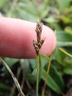 Image of Clustered sedge