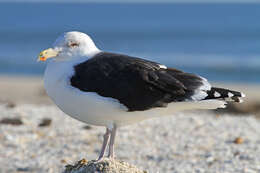 Image of Great Black-backed Gull