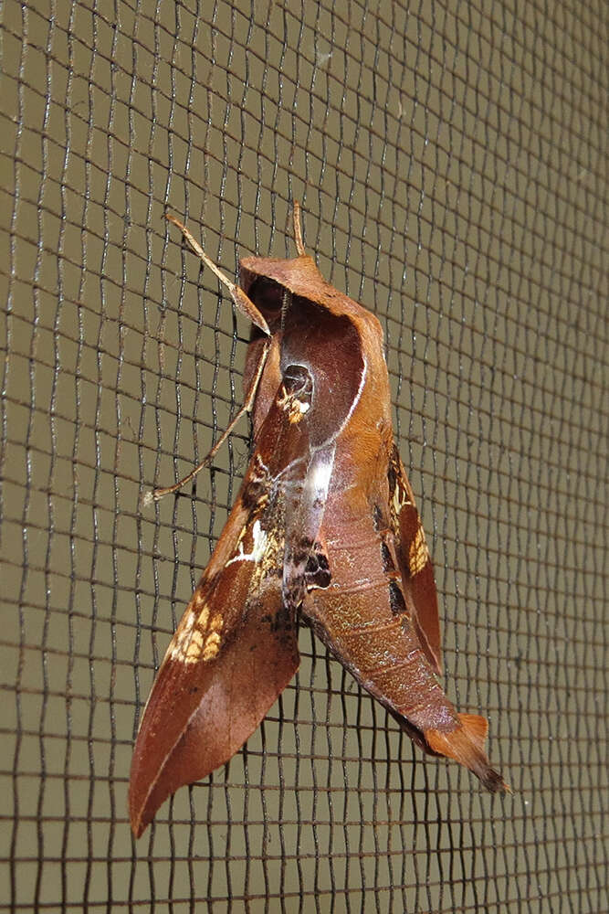 Image of Callionima inuus (Rothschild & Jordan 1903)