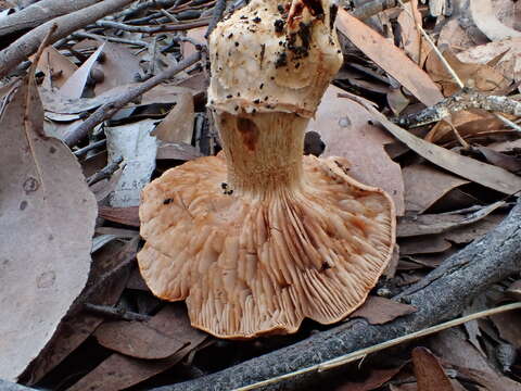 Image de Tricholoma austrocolossus Grgur. 2002