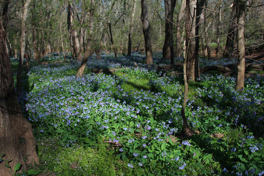 Image of Virginia Bluebell