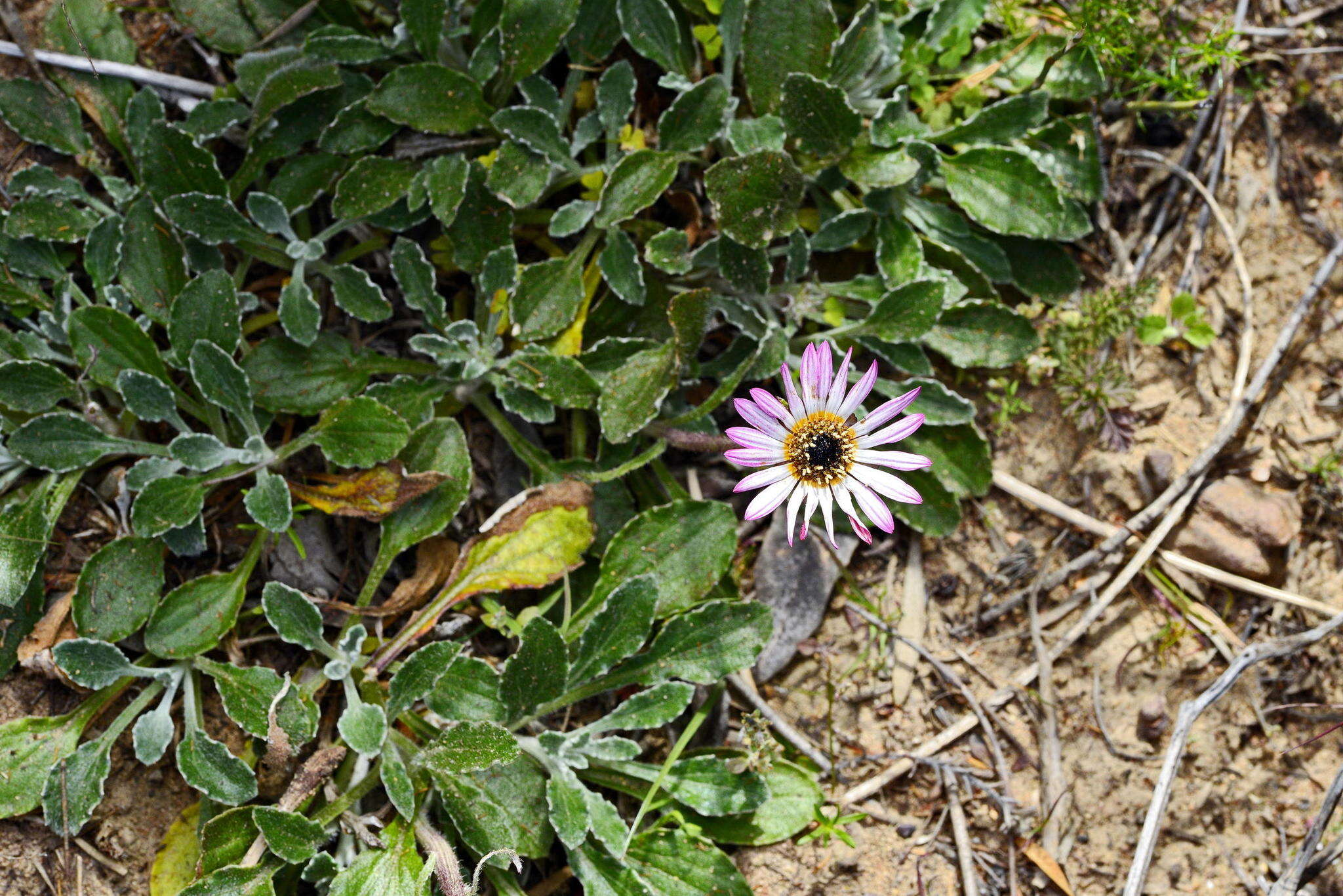 Image of Arctotis bellidifolia Berg.