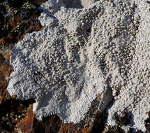 Lecanora rupicola (L.) Zahlbr. resmi