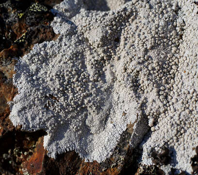 Lecanora rupicola (L.) Zahlbr. resmi