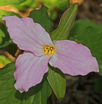 Imagem de Trillium grandiflorum (Michx.) Salisb.