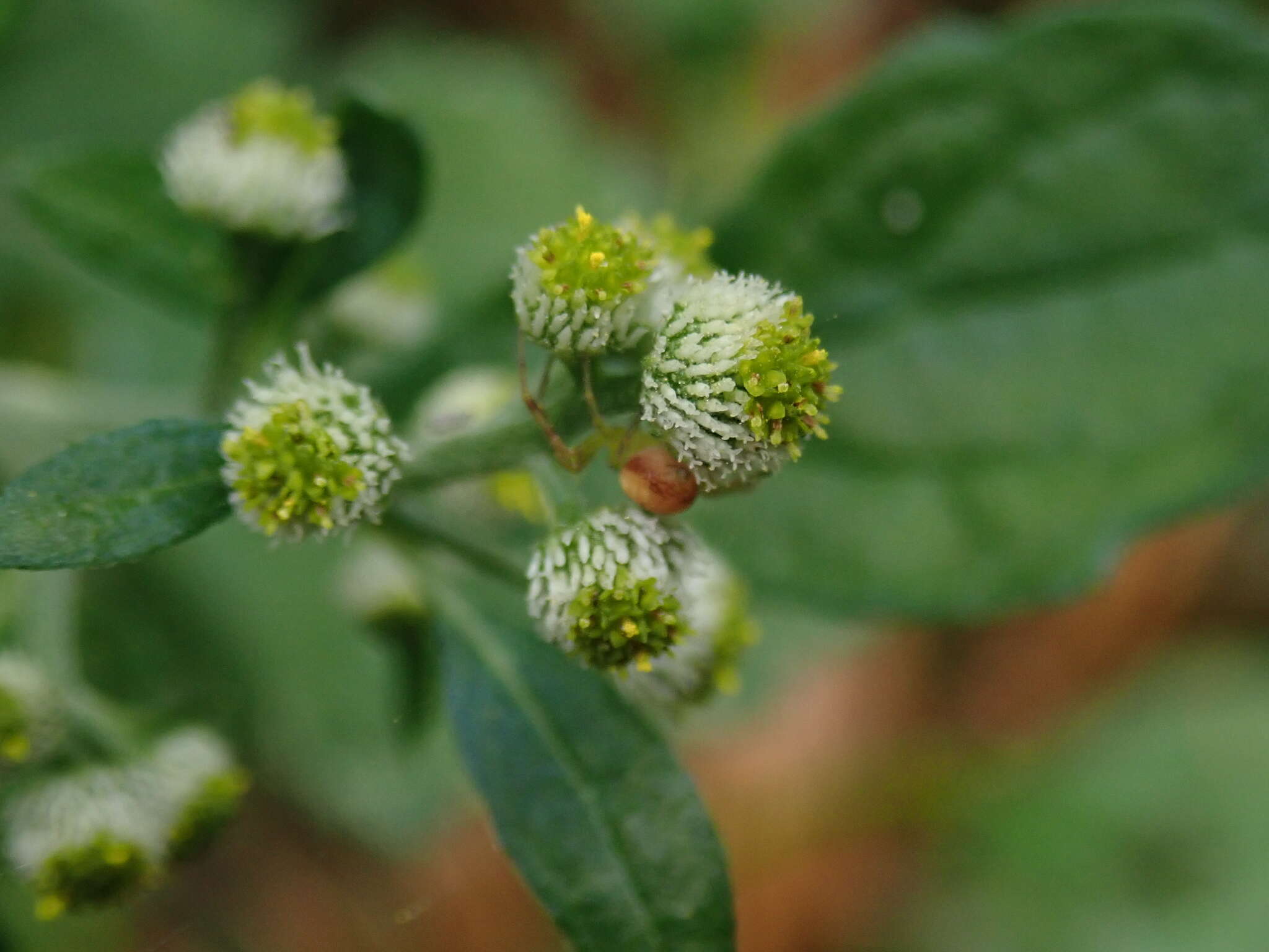 Image of Dichrocephala integrifolia (L. fil.) O. Kuntze