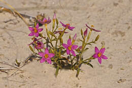 Image of Centaury