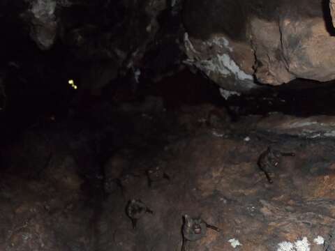 Image of Cyclops Leaf-nosed Bat