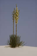 Image of soaptree yucca