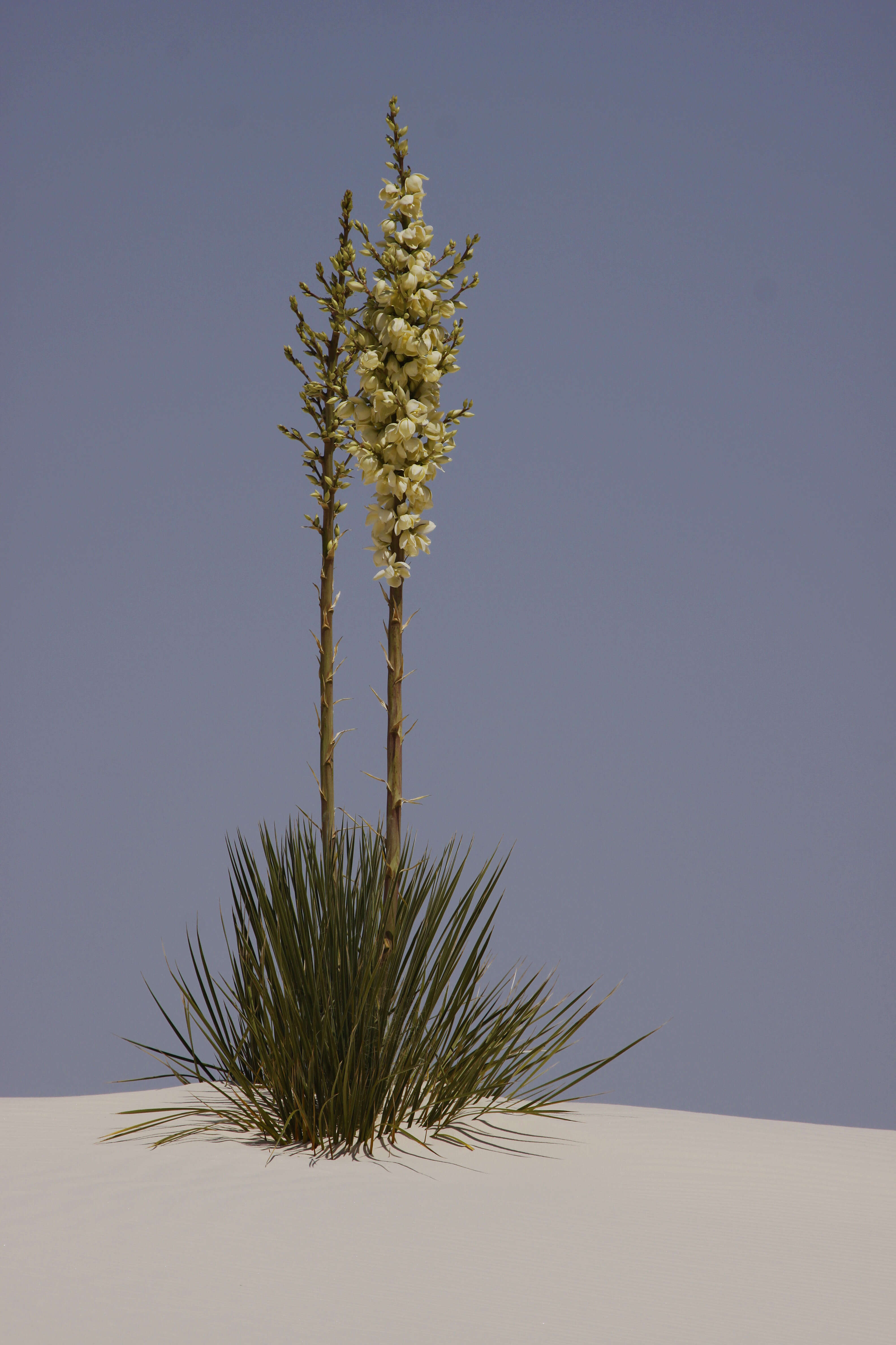 Image of soaptree yucca