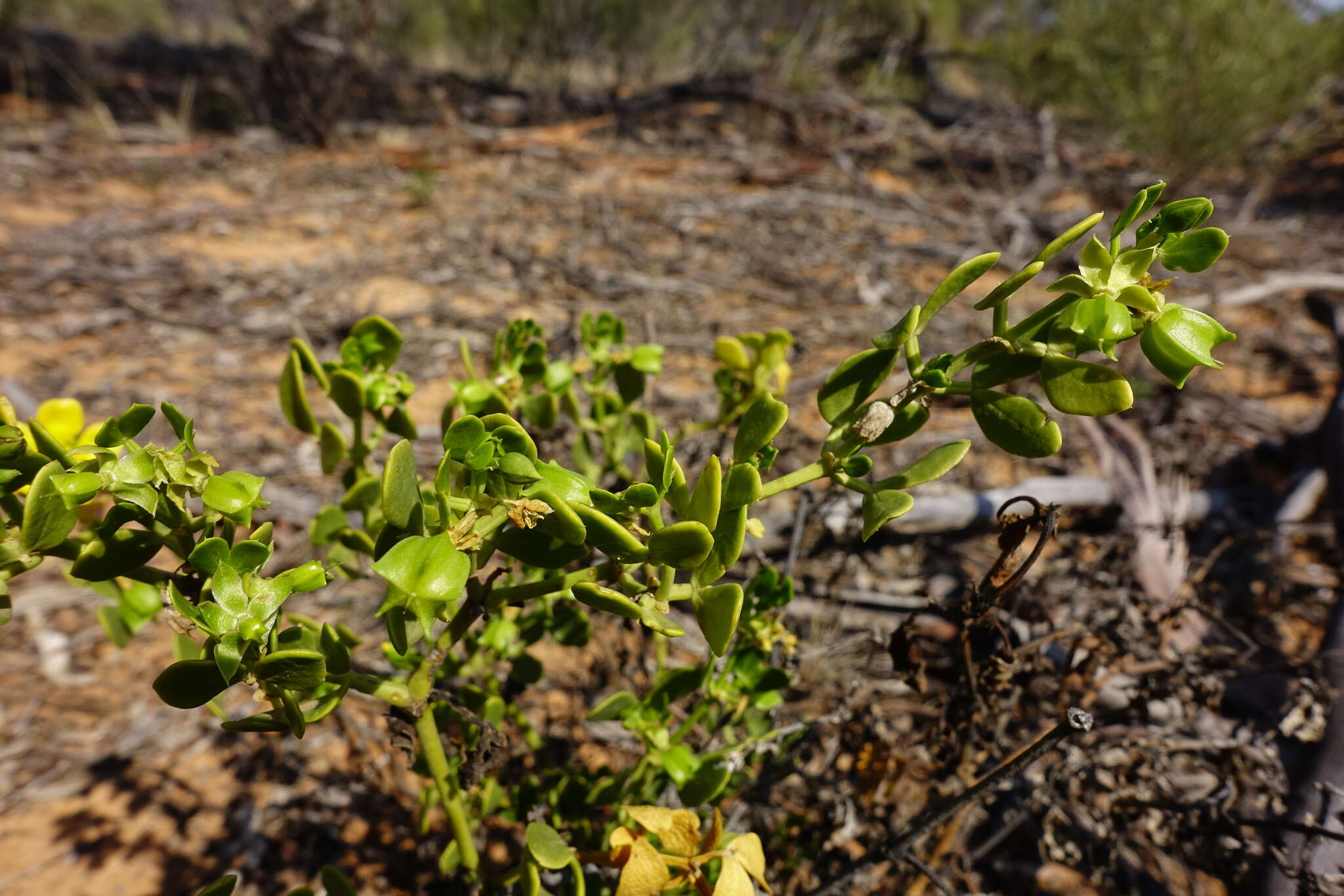 Image of Roepera apiculata (F. Müll.) Beier & Thulin