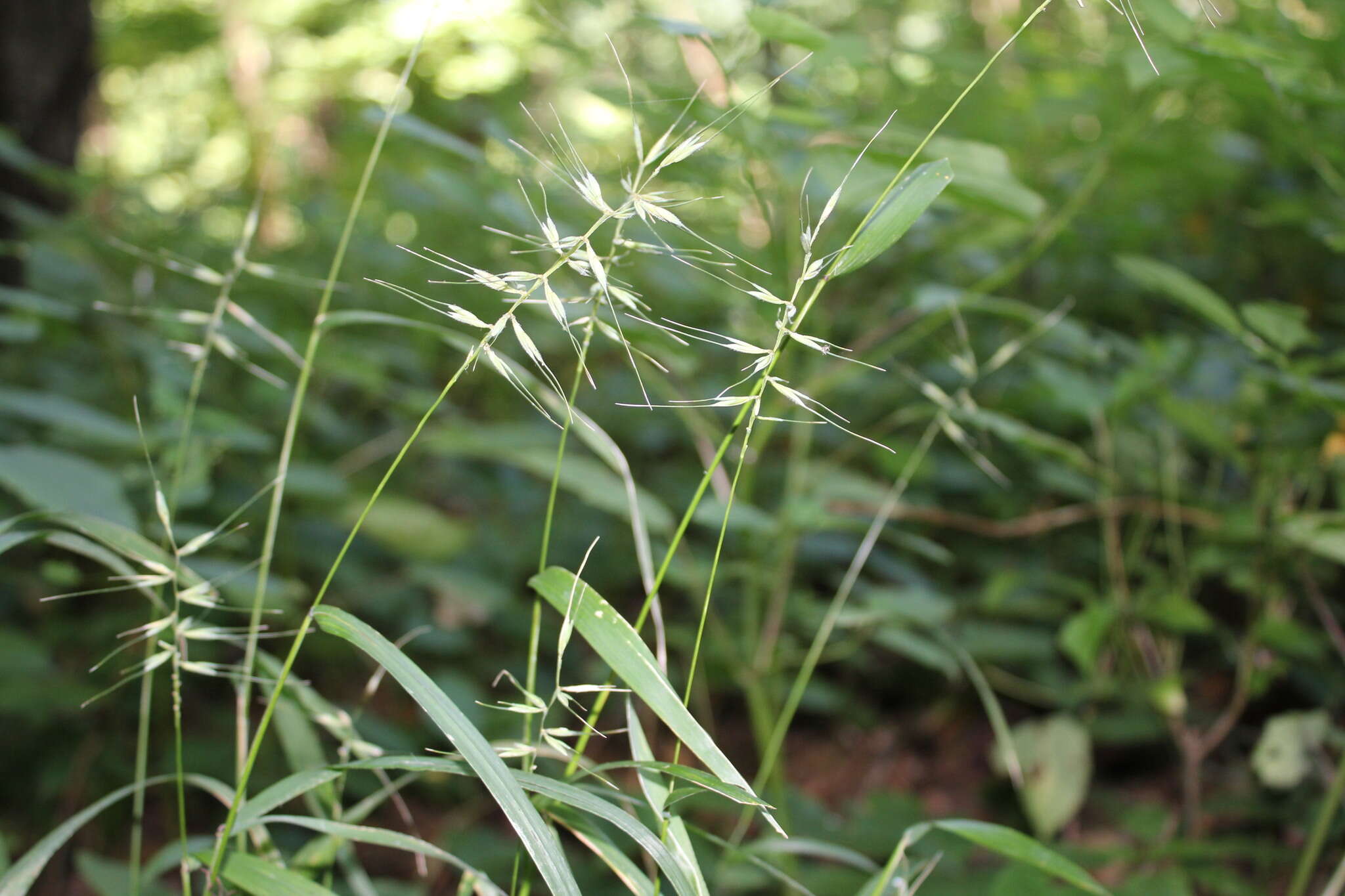 Image of Eastern Bottle-Brush Grass