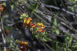 Image of Acacia Skipper