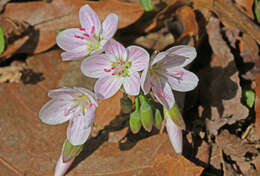 Image of Virginia springbeauty