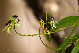 Слика од Prosthechea cochleata (L.) W. E. Higgins