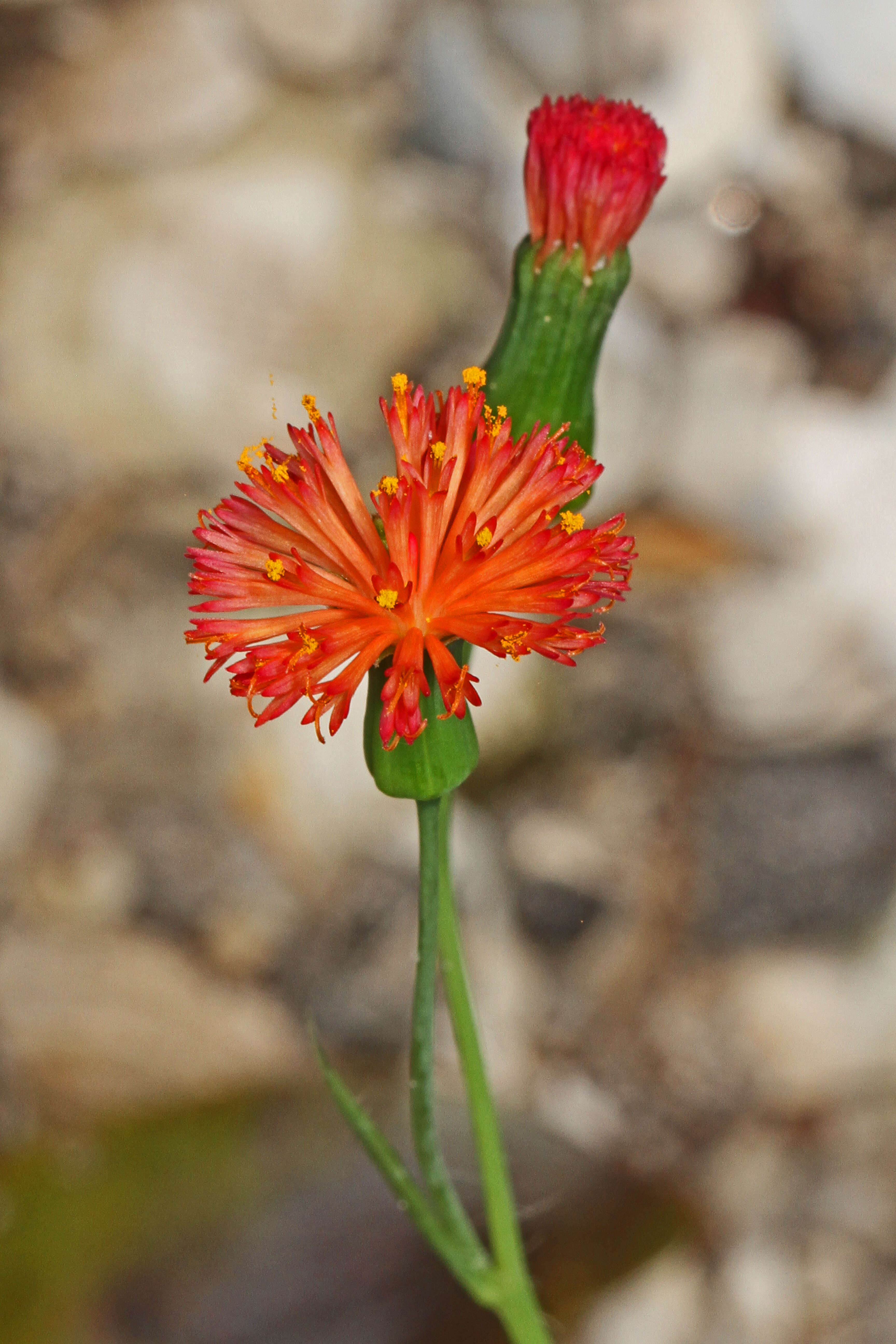 Image of Florida tasselflower