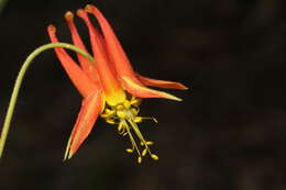 Image of western columbine