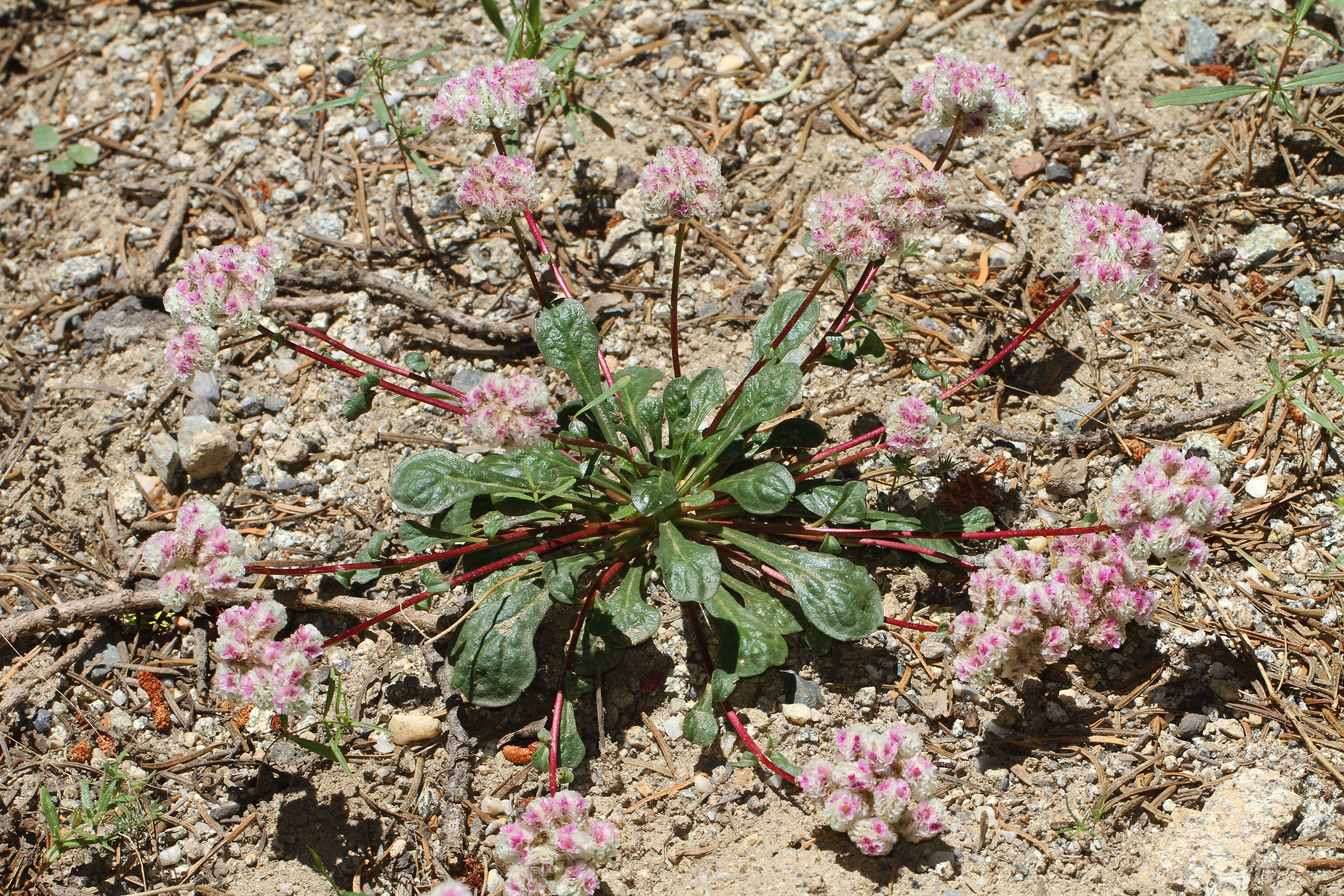 صورة Cistanthe monosperma (E. Greene) M. A. Hershkovitz