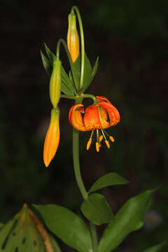 Image of Kelley's lily