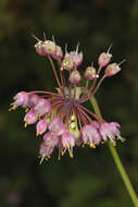 Image of Lady's leek