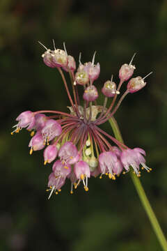 Image of Lady's leek