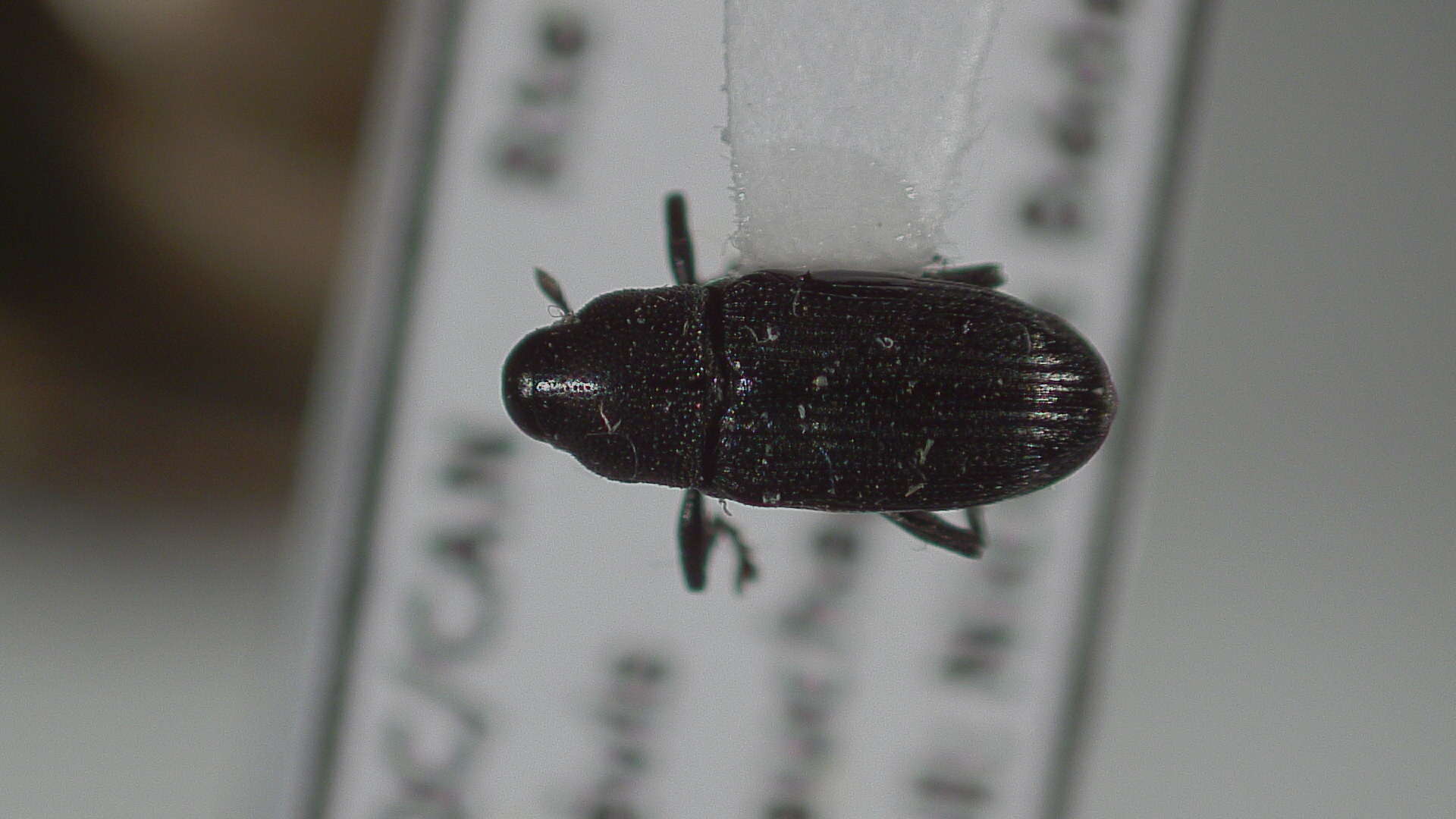 Image of Cylindridia