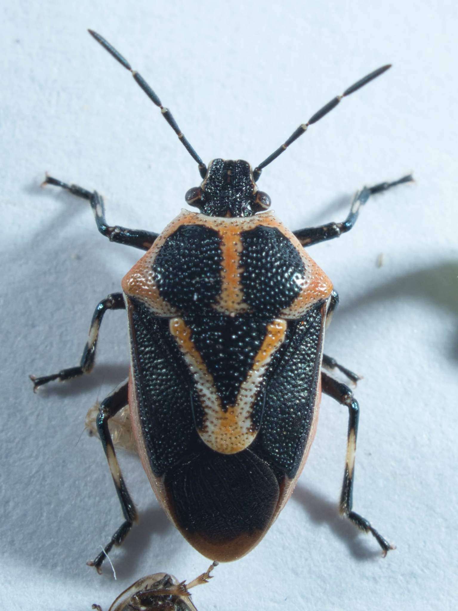 Image of Perillus strigipes (Herrich-Schaeffer 1853)