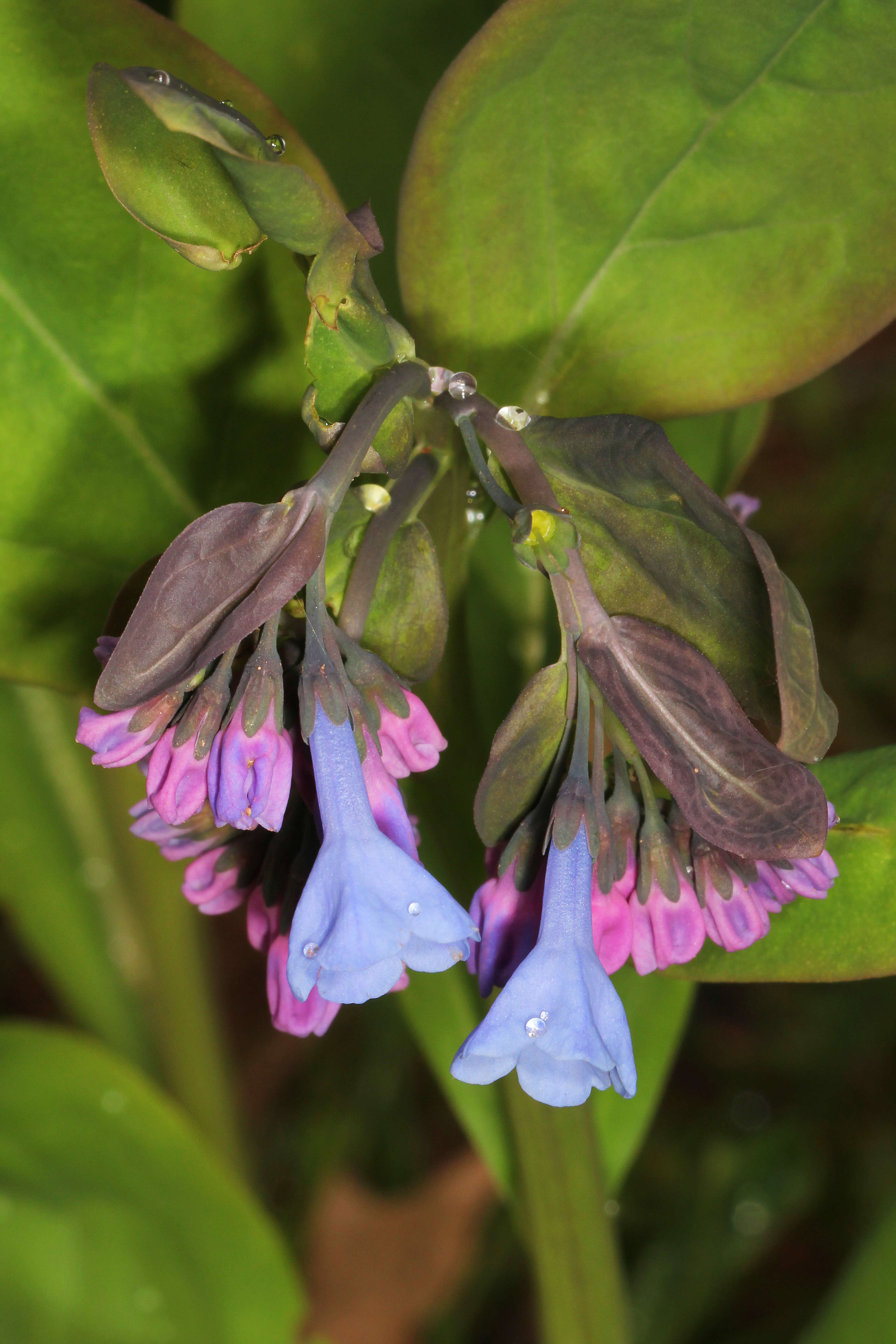 Image of Virginia Bluebell