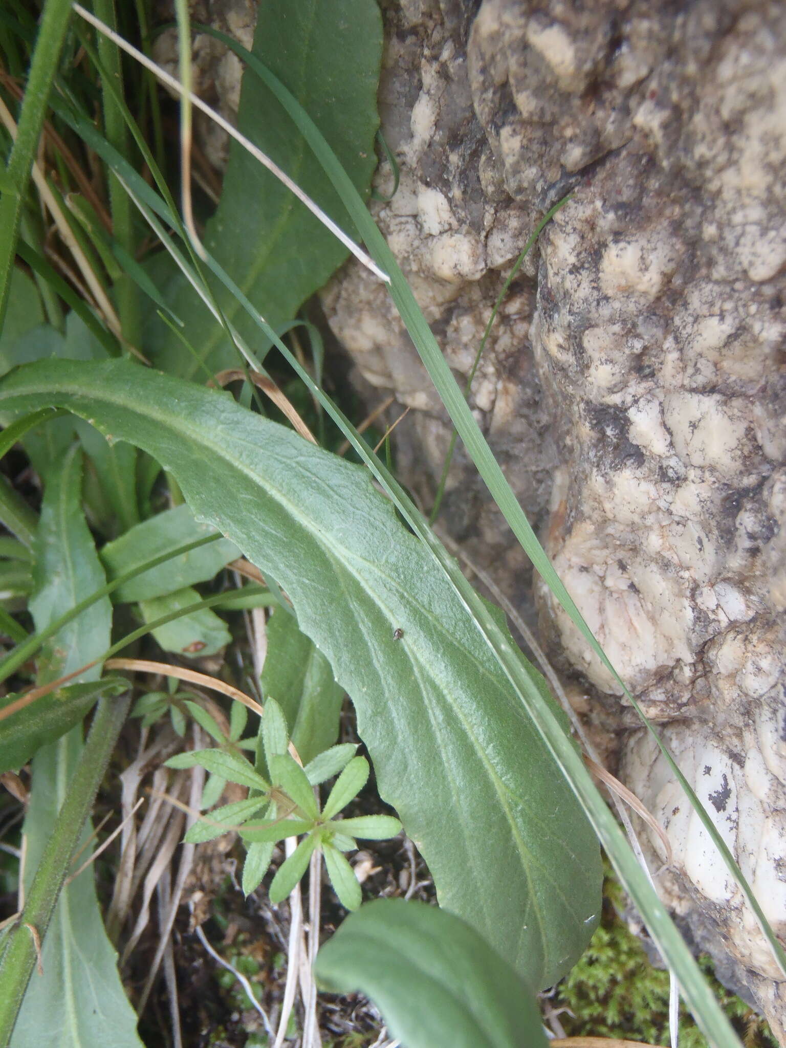 Image of Apache lobelia