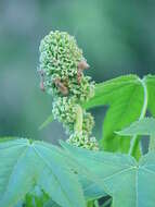 Image of American Sweetgum