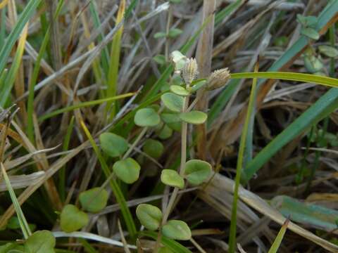 Image of Mentha cunninghamii (Benth.) Benth.