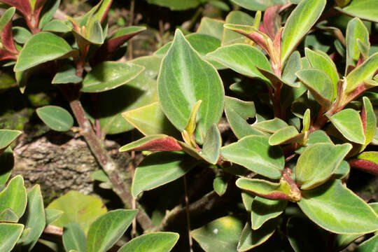 Image of Peperomia velutina Linden & Andre