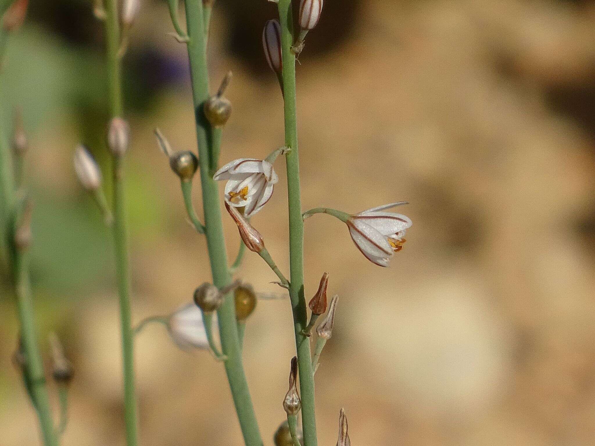 Asphodelus tenuifolius Cav. resmi