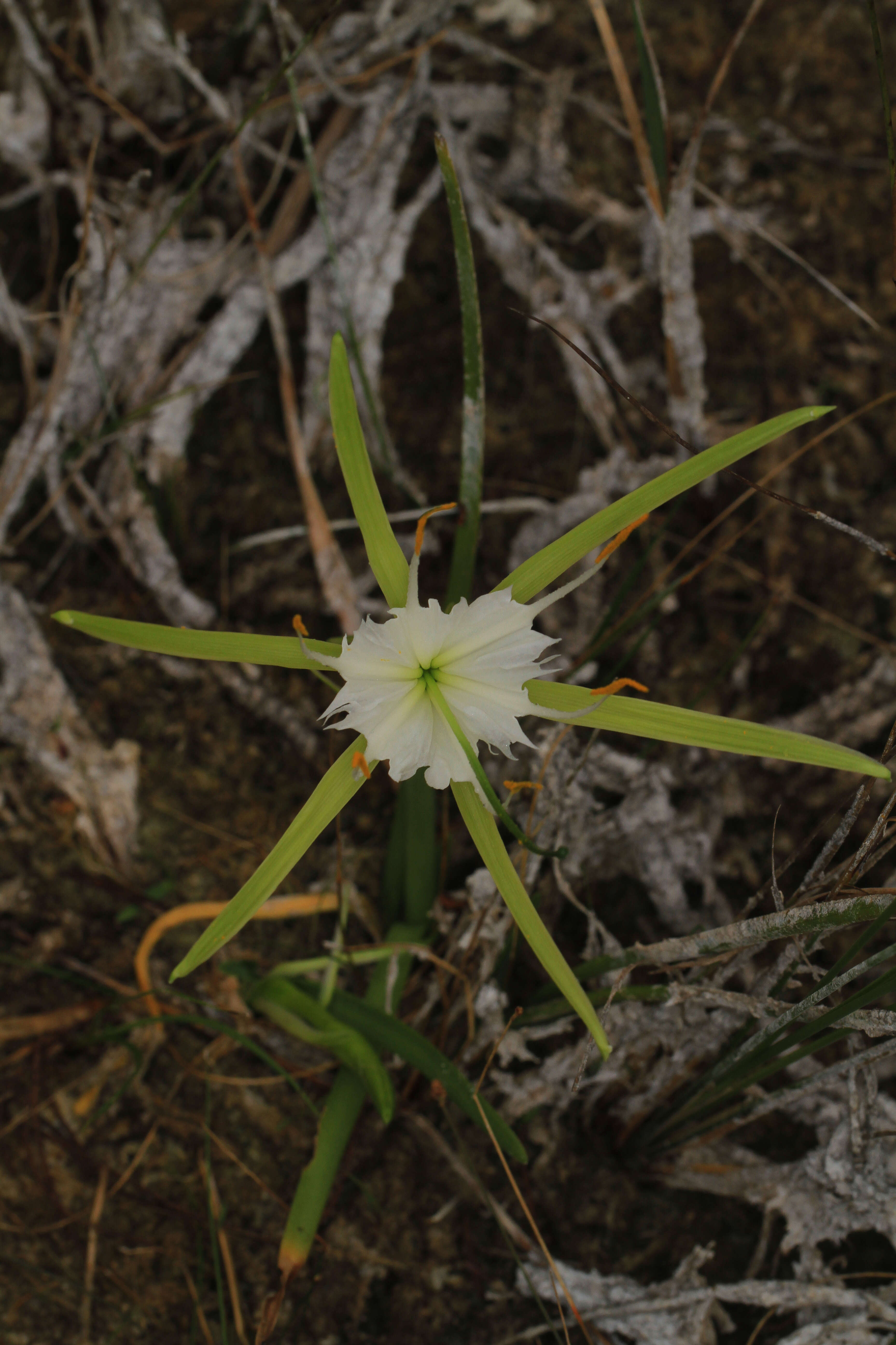 Image of alligatorlily