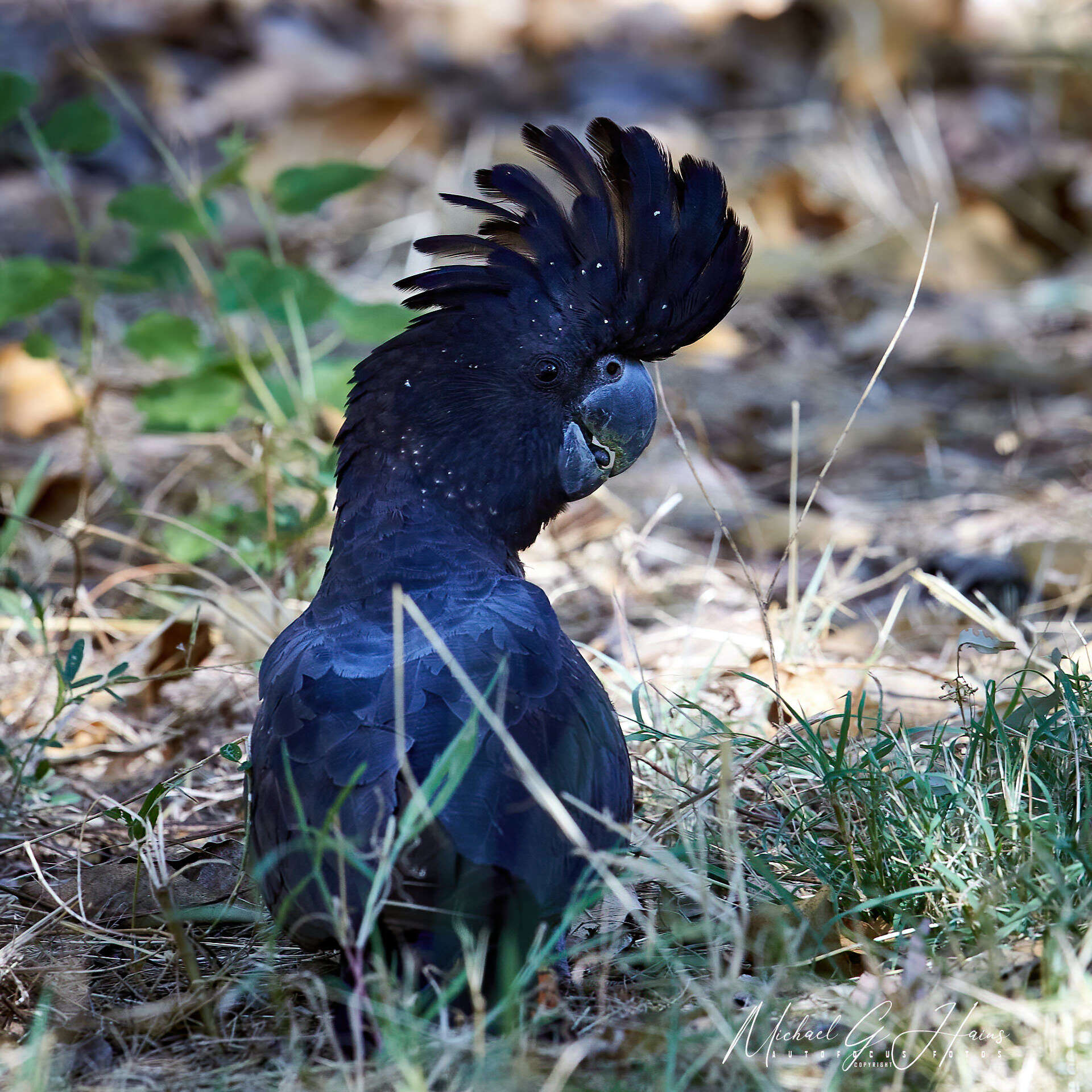 Image of Calyptorhynchus banksii banksii (Latham 1790)